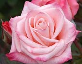 Realistic Pink Rose